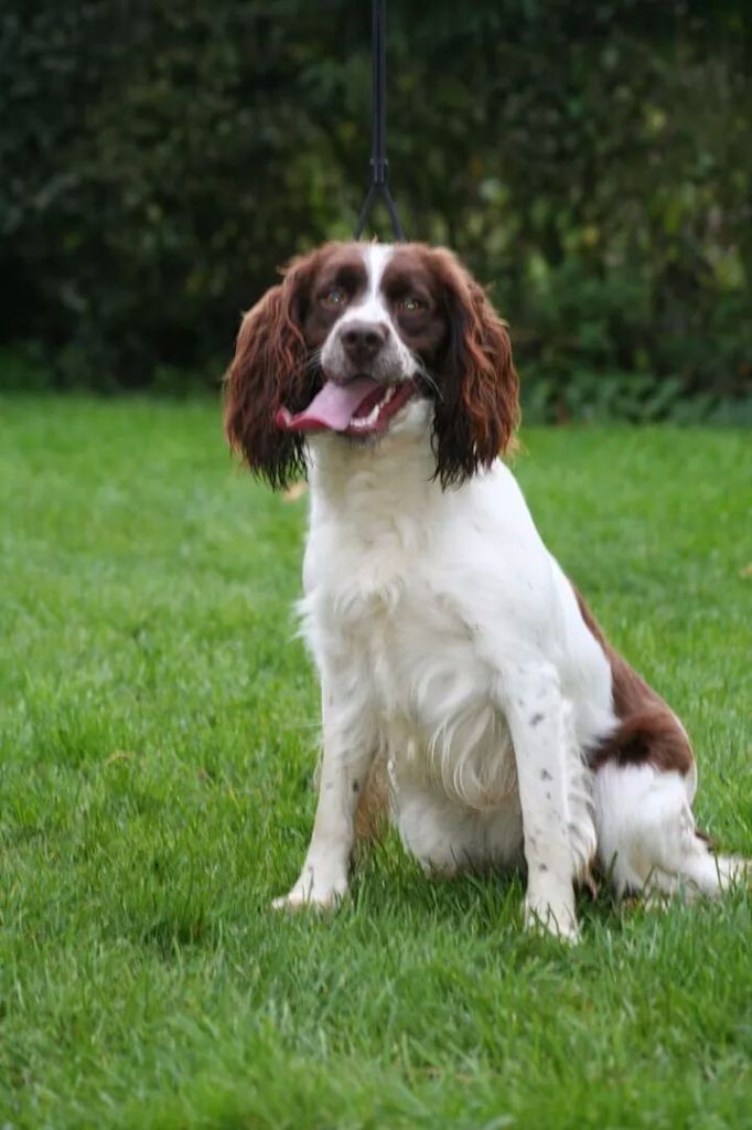 Les English Springer Spaniel de l'affixe de L'enclos Des Merveilles