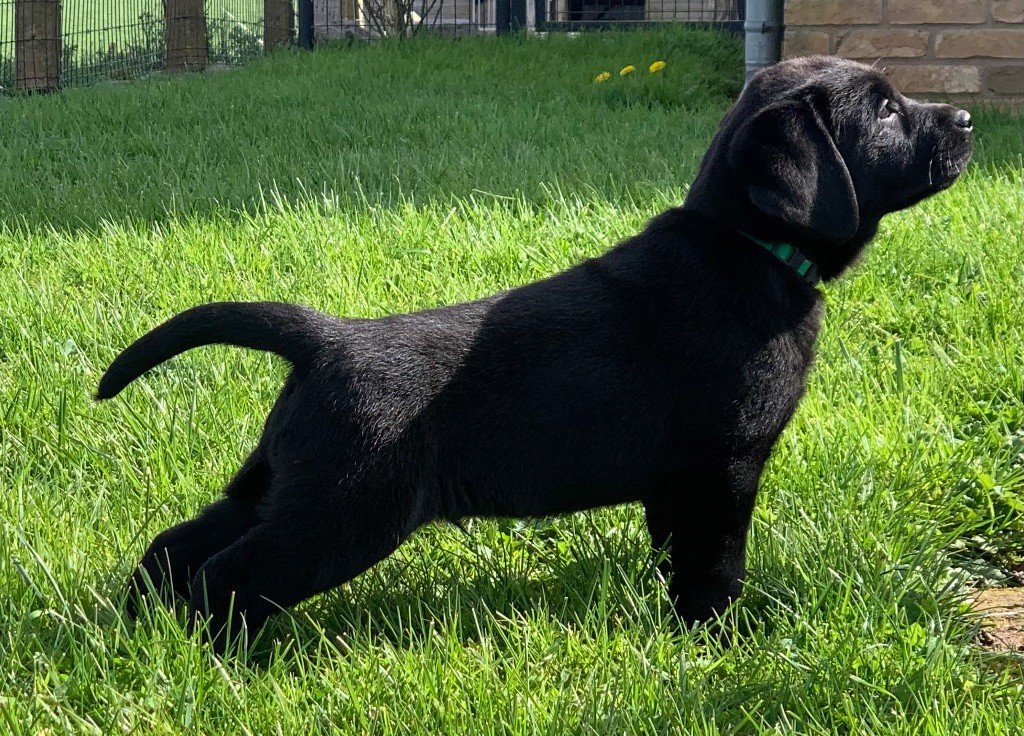 de L'enclos Des Merveilles - Chiot disponible  - Labrador Retriever