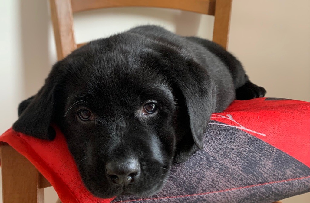 de L'enclos Des Merveilles - Chiot disponible  - Labrador Retriever