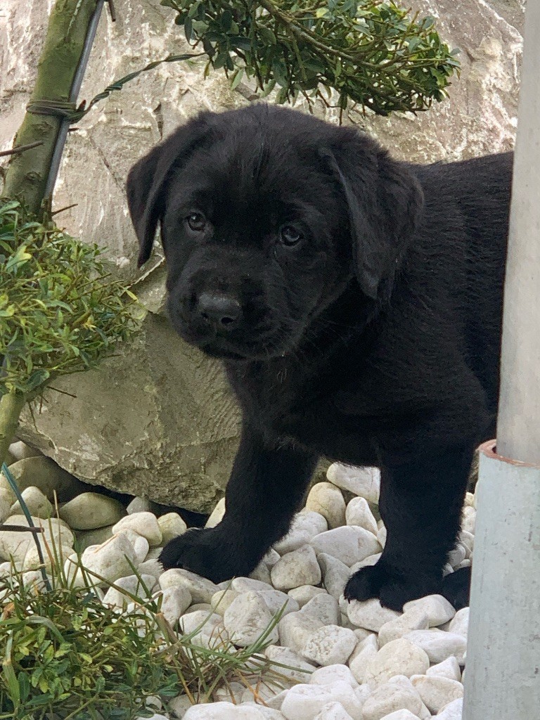 de L'enclos Des Merveilles - Chiot disponible  - Labrador Retriever