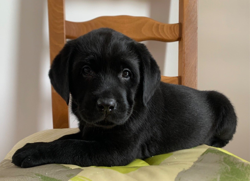 de L'enclos Des Merveilles - Chiot disponible  - Labrador Retriever