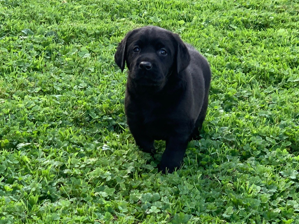 de L'enclos Des Merveilles - Chiot disponible  - Labrador Retriever